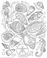 Seahorses Flank Seashells sketch template