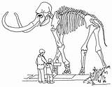 Colorear Mamut Esqueleto Huesos Dinosaurio Mammoth Dinosaurios Skeleton sketch template