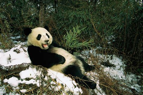 giant panda ailuropoda melanoleuca photograph  pete oxford fine art
