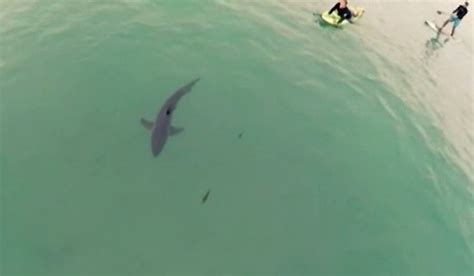 drone pilots spotters prepare  shark   echo