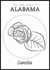 Alabama Flower State Coloring Classroom Pages Freebies Printable Camellia Worksheets Choose Board sketch template