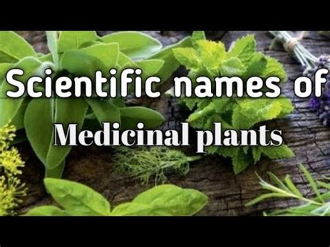 scientific names  medicinal plants medicinalplants naturalmedicine onenonlypharmacy youtube