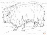 Coloring Ox Musk Muskox Pages Realistic Tundra Drawing Arctic Supercoloring Printable Animals Colouring Dot 09kb 900px 1200 Nature sketch template