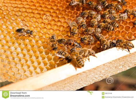 bijen binnen een bijenkorf met de bijenkoningin  het midden stock foto image  kolonie