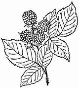 Coloring Raspberry Blackberry Raspberries Pages Leaves Printable Embroidery Blackberries Bramble Use Pattern Clipart Sheets Fruits Patterns Para Colorear Dibujos Bush sketch template