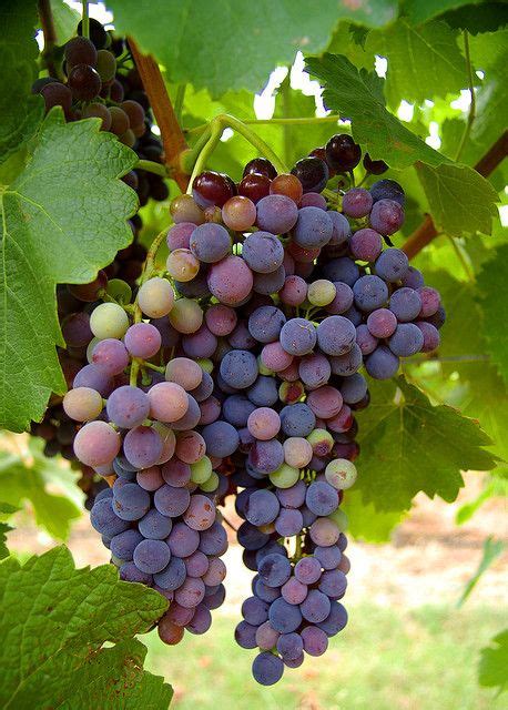 grapes  vines images  pinterest vineyard vine yard