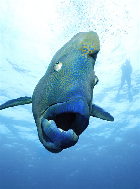 gigante pez napoleon de enormes labios es retratado por fotografo marino australiano