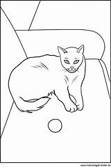 Katze Ausmalbild Ausdrucken Malvorlage Malvorlagen Einer Haustiere Bastelanleitung Datei sketch template