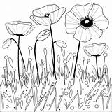 Poppy Colouring Anzac Flowers Coloring Poppies Print Easy Outline Vector Really Classic Will Stock sketch template