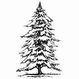 Spruce Drawing Clipart Tree Clip Red Library Cliparts Clipground Getdrawings sketch template