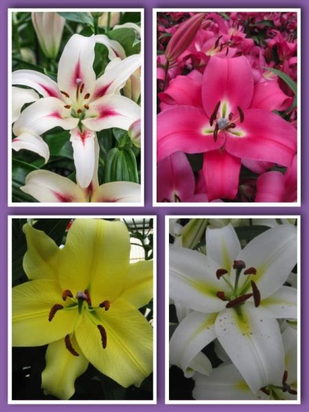 tree  lily collection pack   bulbs   gold medal winning harts nursery