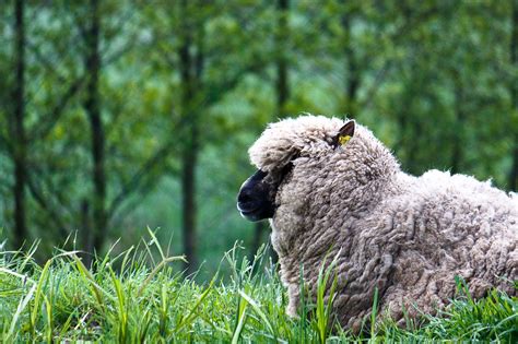 undefined schapen wol fotografie
