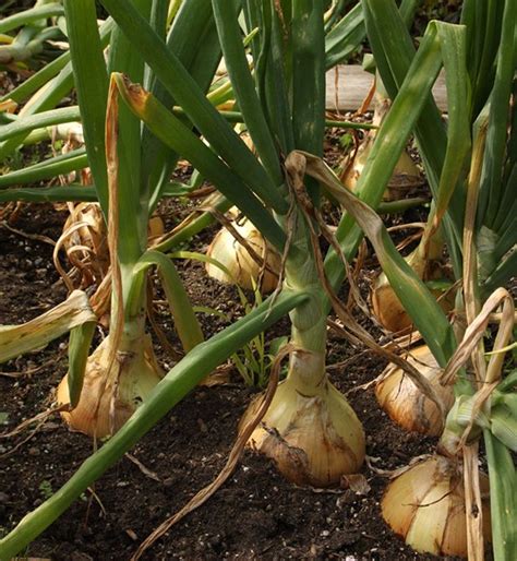 secret  big homegrown onions gardening tips green onions