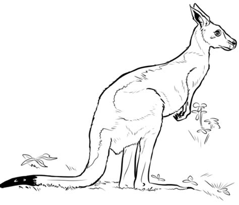 coloring pages site  printable coloring page   kangaroo