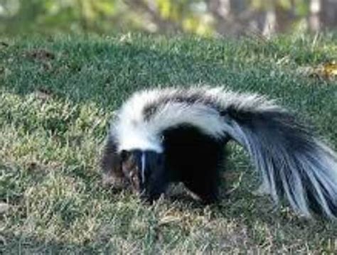 florida   skunk conservation  doesnt stink