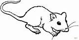 Rat Colorir Rato Ratte Ausmalbilder Ratto Ausmalbild Maus Mole Rata Tekenen Cheirando Malvorlage Tiere Suesse Fink Ratten Ratos Imprimir Kategorien sketch template