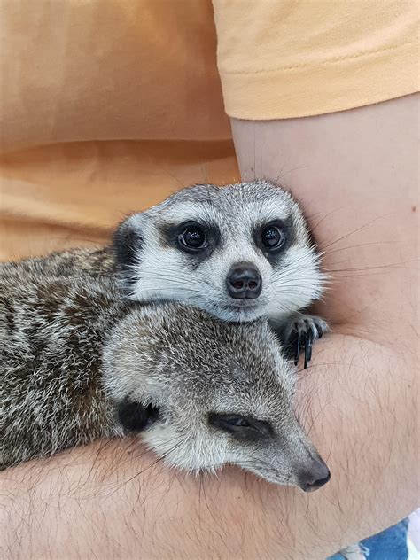 south korea has a meerkat café where you can go play with