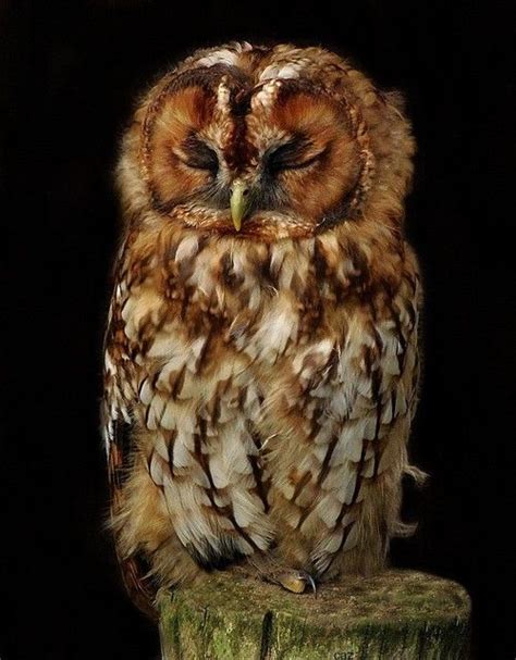 images  owls owls owls  pinterest long eared owl