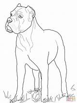 Cane Corso Cani Stampare Terrier Kolorowanka Facili Supercoloring Mastiff Whippet Druku Razze Gratis sketch template