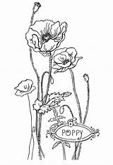 Coloring Printable Color Pages Poppy Flower Kids sketch template