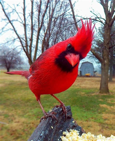 awesome red cardinal rnatureisfuckinglit
