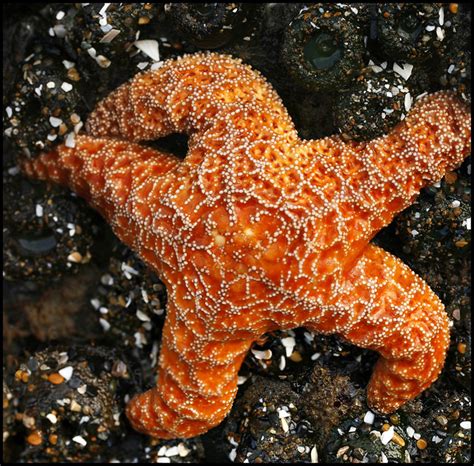 orange starfish flickr photo sharing