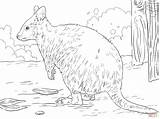 Quokka Coloring Pages Australian Printable Animal Drawings Supercoloring Drawing Skip Main Colouring Choose Board 03kb 348px sketch template