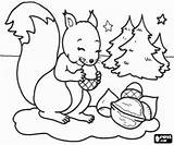 Eekhoorn Essen Malvorlagen Eichhörnchen Kerstmis Noten Heiligabend Kleurplaat Nüsse Squirrel Kerst Kleurplaten Dieren Coloring sketch template