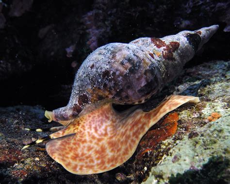 sea snail picture  buceo virtual image abyss