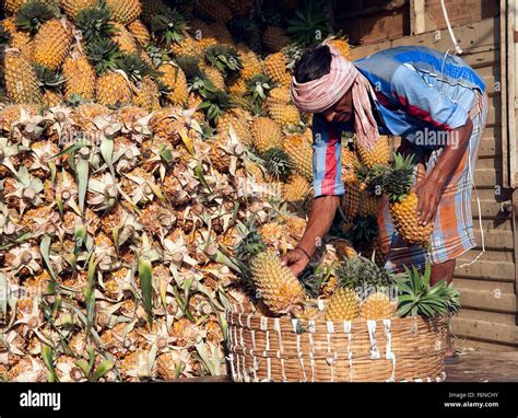 pineapple  india stock  pineapple  india stock images alamy