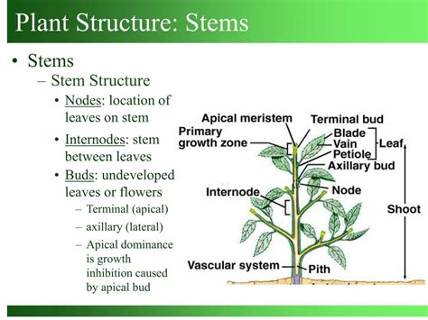 plant structure organs powerpoint    id