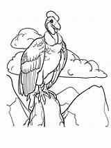 Vulture Coloring Pages Condor Drawing Printable Print Vultures Turkey Getcolorings Clipartmag Birds Getdrawings Clipart sketch template