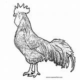 Rooster Coloring Pages Chicken Realistic Drawing Kids Year Getdrawings Library Clipart Farm sketch template