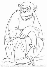 Chimpanzee Draw Drawing Step Animals Drawings Outline Easy Monkey Animal Pencil Tutorials Other Drawingtutorials101 Sketches sketch template