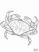 Drawing Crabs Crab Coloring Dungeness Pages Printable Getdrawings sketch template