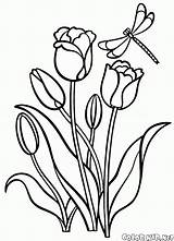 Coloring Pages Tulips Flowers Colorkid Kids sketch template
