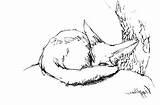 Fox Sleeping Drawing Getdrawings Coloring sketch template