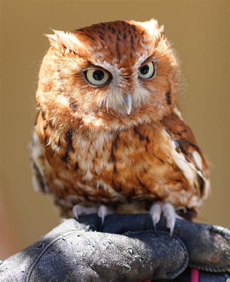 gorgeous princess   find owls cute check