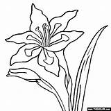 Gladiolus Coloring Georgia Pages Keeffe Flower Online Thecolor Getcolorings Printable Designlooter Print 76kb 560px sketch template