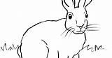 Coloring Rabbit Cottontail sketch template