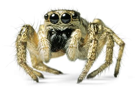 jumping spider facts  spiders jump dk find