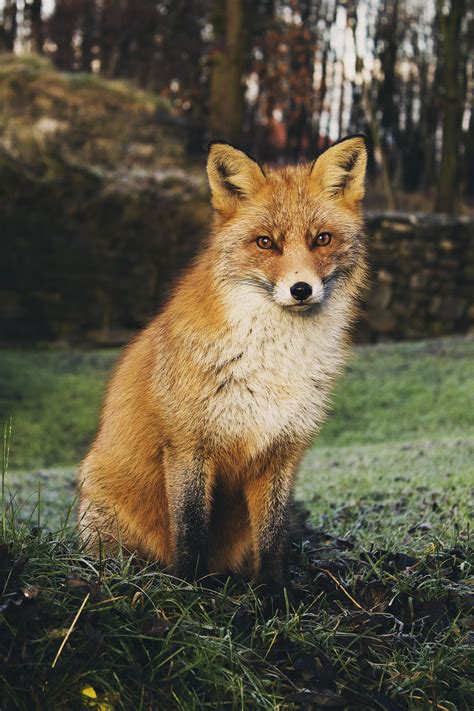 photo red fox sitting   grass