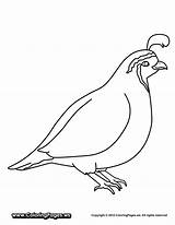 Quail Coloring Pages Printable Kids Preschool Clipart Color Colouring Template Animals Kindergarten Gif Books Worksheets Bird Enjoyable Preschoolcrafts Animal Clip sketch template