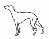 Whippet Prefer Try sketch template