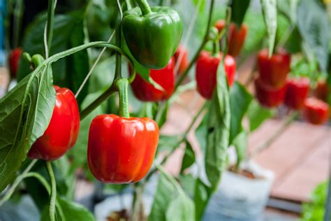 bell pepper plant care    grow peppers  home