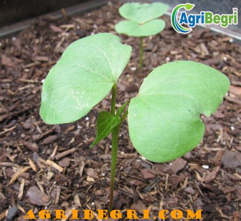 grow cotton seeds growing cotton seeds plant growth