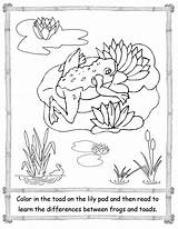 Frog Swamp Lily sketch template