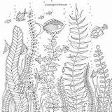 Basford Johanna Ausmalbilder Mandala Ausmalen Malvorlagen Inky Unterwasserpflanzen Erwachsene Unterwasserwelt Algen Fisch Marinas Koralle Lustige Zeit Zeichnung Fische Algas Malbuch sketch template
