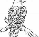 Eagle Drawing Bald Mexican Outline Head Getdrawings Mexico Template sketch template