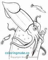 Squid Coloring Giant Pages Colossal Getdrawings Drawing Printable Getcolorings sketch template